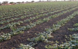 Advantages of Drip Irrigation